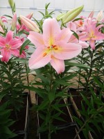 [4202 Fenice 2N No01.JPG]